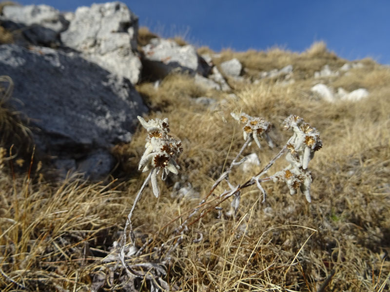 Corno Bianco (Weisshorn)  m.2317 ....dal Passo Oclini